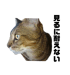 猫のにゃーすけとぼのときんとおと（個別スタンプ：15）