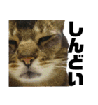 猫のにゃーすけとぼのときんとおと（個別スタンプ：16）