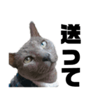 猫のにゃーすけとぼのときんとおと（個別スタンプ：18）