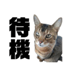 猫のにゃーすけとぼのときんとおと（個別スタンプ：19）