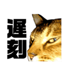 猫のにゃーすけとぼのときんとおと（個別スタンプ：20）
