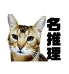 猫のにゃーすけとぼのときんとおと（個別スタンプ：21）