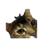 猫のにゃーすけとぼのときんとおと（個別スタンプ：22）