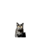 猫のにゃーすけとぼのときんとおと（個別スタンプ：23）