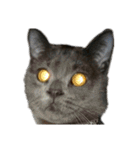 猫のにゃーすけとぼのときんとおと（個別スタンプ：24）