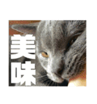 猫のにゃーすけとぼのときんとおと（個別スタンプ：25）
