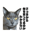 猫のにゃーすけとぼのときんとおと（個別スタンプ：26）