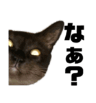 猫のにゃーすけとぼのときんとおと（個別スタンプ：28）