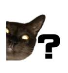 猫のにゃーすけとぼのときんとおと（個別スタンプ：29）