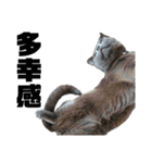 猫のにゃーすけとぼのときんとおと（個別スタンプ：30）