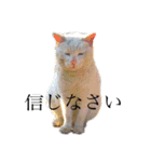 猫のにゃーすけとぼのときんとおと（個別スタンプ：32）