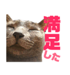 猫のにゃーすけとぼのときんとおと（個別スタンプ：34）