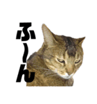 猫のにゃーすけとぼのときんとおと（個別スタンプ：35）