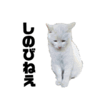猫のにゃーすけとぼのときんとおと（個別スタンプ：36）