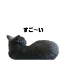 猫のにゃーすけとぼのときんとおと（個別スタンプ：39）