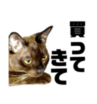猫のにゃーすけとぼのときんとおと（個別スタンプ：40）