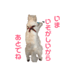 うちのマリン（個別スタンプ：6）