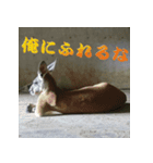 もうだめぽ(動物)（個別スタンプ：1）