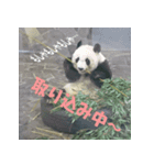 もうだめぽ(動物)（個別スタンプ：3）