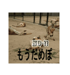 もうだめぽ(動物)（個別スタンプ：8）