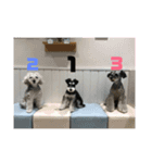 シュナウザーのはなちゃん（個別スタンプ：5）