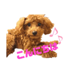 ぷりんちゃん＊（個別スタンプ：1）