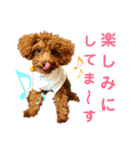 ぷりんちゃん＊（個別スタンプ：5）