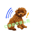 ぷりんちゃん＊（個別スタンプ：7）