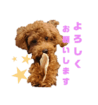 ぷりんちゃん＊（個別スタンプ：13）