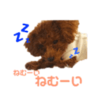 ぷりんちゃん＊（個別スタンプ：17）