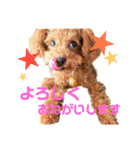 ぷりんちゃん＊（個別スタンプ：31）