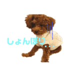 ぷりんちゃん＊（個別スタンプ：33）