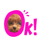 ぷりんちゃん＊（個別スタンプ：35）