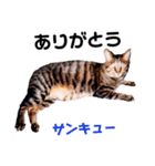 キジトラ、トラくん（個別スタンプ：3）