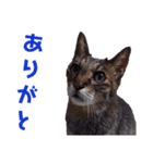 キジトラ、トラくん（個別スタンプ：6）