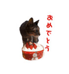 キジトラ、トラくん（個別スタンプ：15）