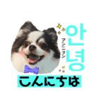 ハングルちわわん（個別スタンプ：2）