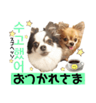 ハングルちわわん（個別スタンプ：3）