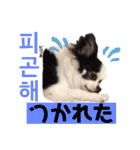 ハングルちわわん（個別スタンプ：4）