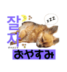 ハングルちわわん（個別スタンプ：5）