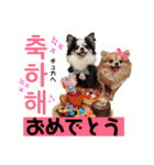 ハングルちわわん（個別スタンプ：8）