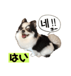 ハングルちわわん（個別スタンプ：9）