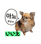 ハングルちわわん（個別スタンプ：10）