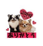 ハングルちわわん（個別スタンプ：11）