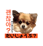 ハングルちわわん（個別スタンプ：12）