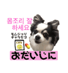 ハングルちわわん（個別スタンプ：13）