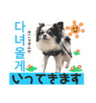 ハングルちわわん（個別スタンプ：14）