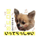 ハングルちわわん（個別スタンプ：15）