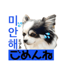 ハングルちわわん（個別スタンプ：16）