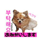 ハングルちわわん（個別スタンプ：17）